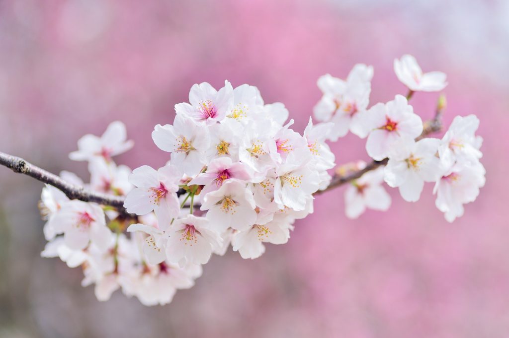 桜の花をアップで撮影した画像