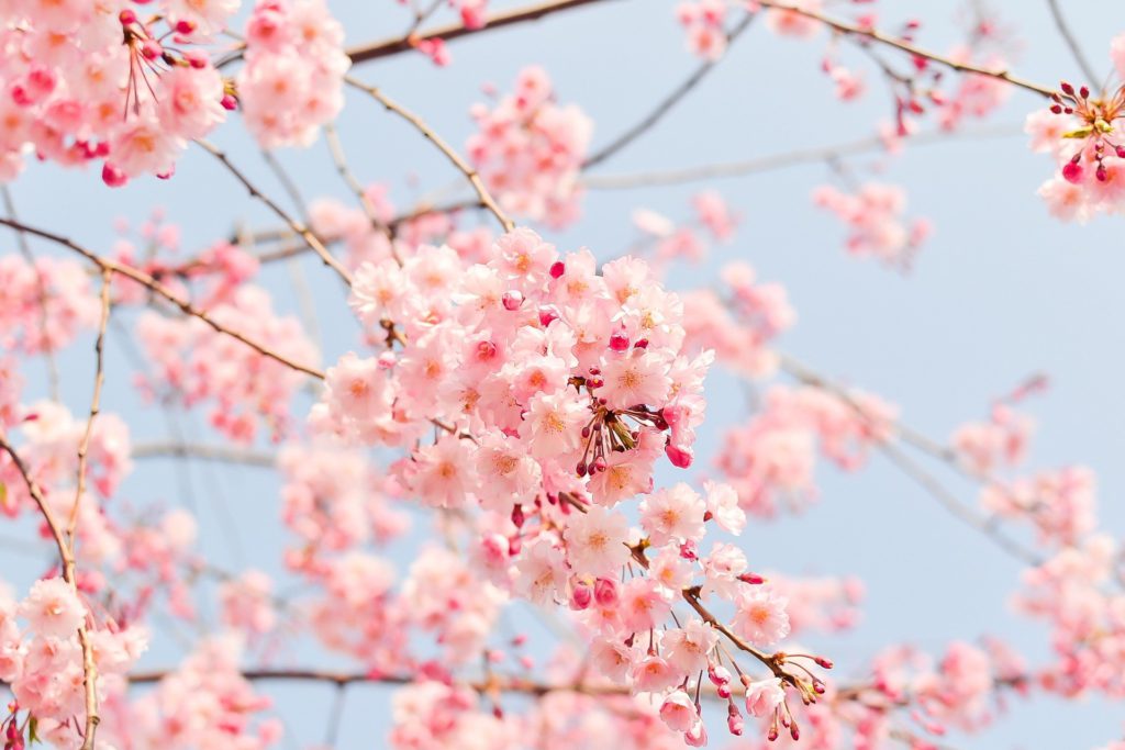 満開の桜の木をアップで撮影した画像