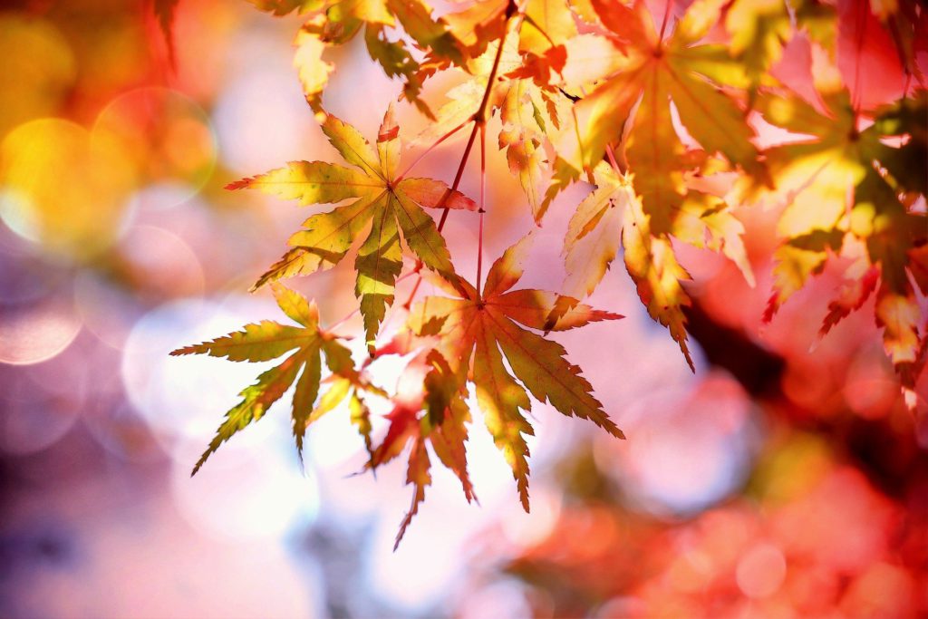 紅葉している楓の葉をアップで撮影した画像