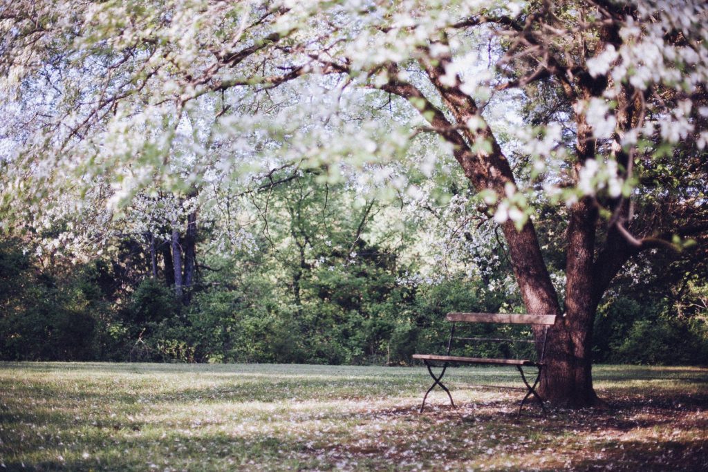 春の公園にベンチが置いてある様子の画像
