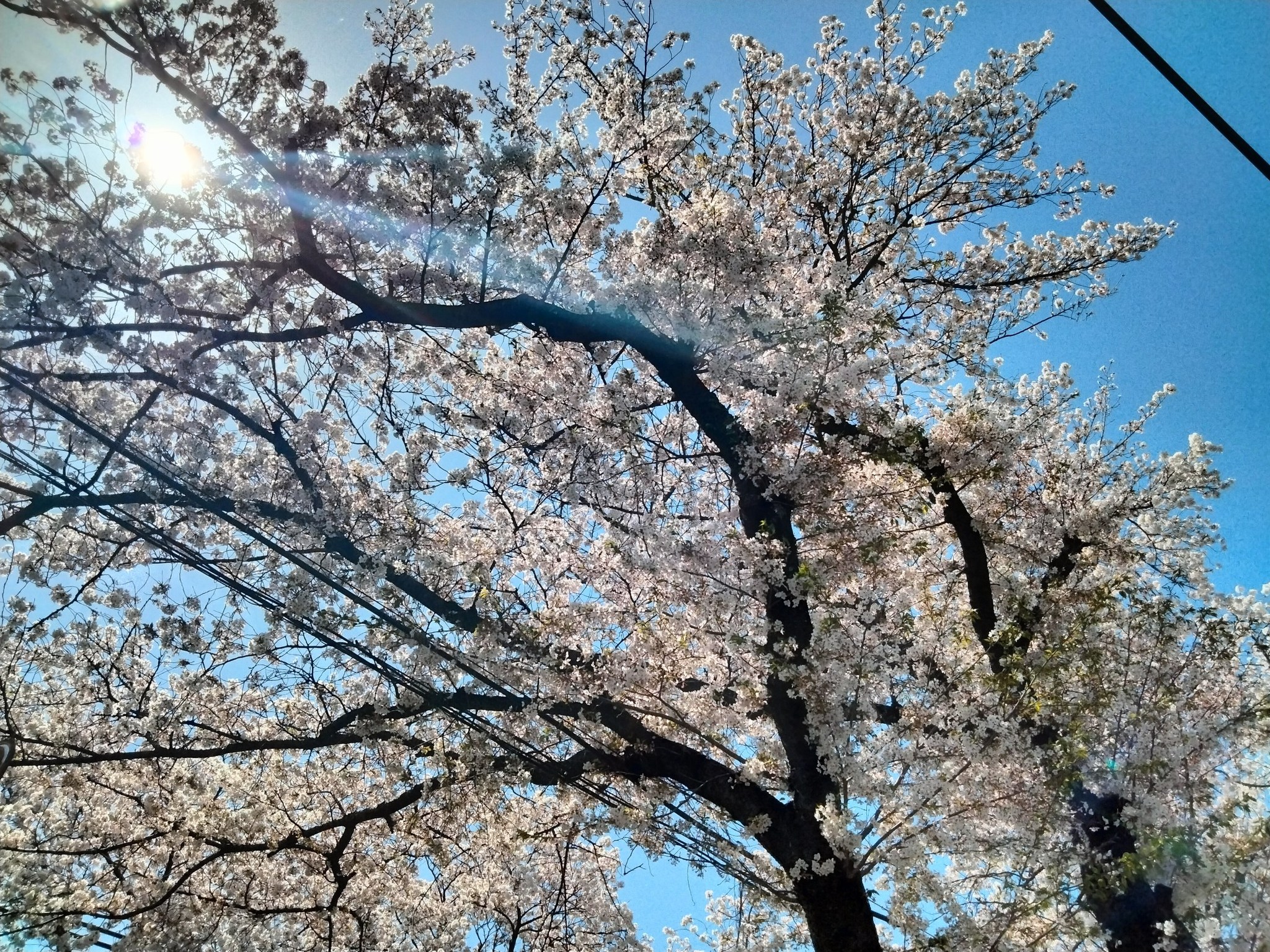 相模原の桜の画像1